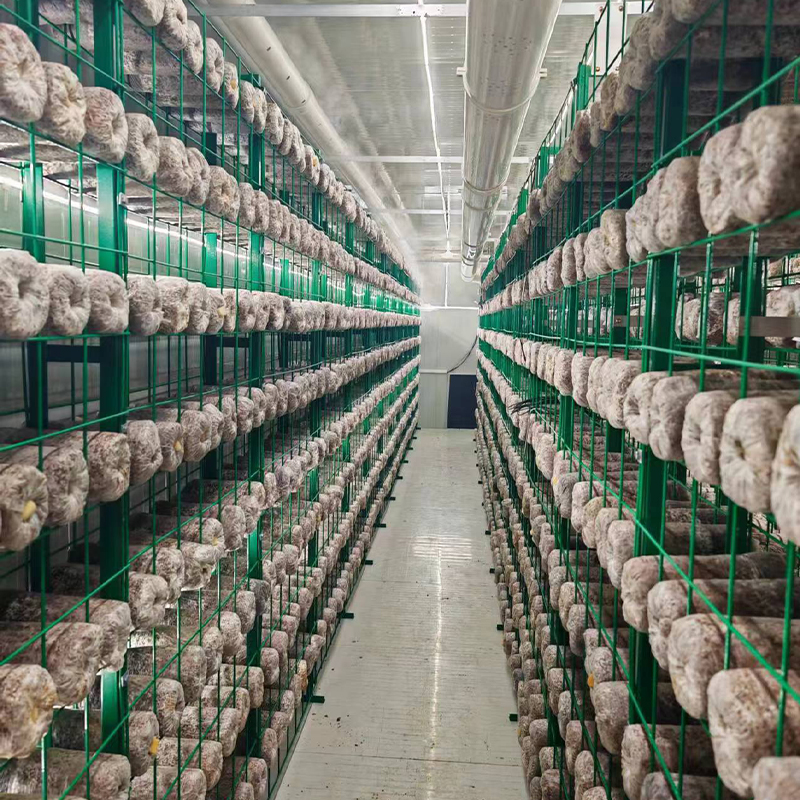 智慧方艙蘑菇房，助力鄉村振興農民致富！